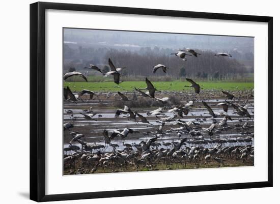 Middle East, Israel, Hula Park, Large group of Cranes-Samuel Magal-Framed Photographic Print