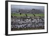 Middle East, Israel, Hula Park, Large group of Cranes-Samuel Magal-Framed Photographic Print