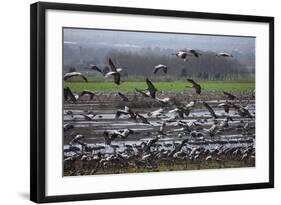 Middle East, Israel, Hula Park, Large group of Cranes-Samuel Magal-Framed Photographic Print