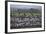 Middle East, Israel, Hula Park, Large group of Cranes-Samuel Magal-Framed Photographic Print