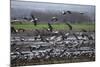 Middle East, Israel, Hula Park, Large group of Cranes-Samuel Magal-Mounted Photographic Print