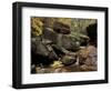 Middle Emerald Pool Stream with Velvet Ash Leaves, Zion National Park, Utah, USA-Jamie & Judy Wild-Framed Photographic Print