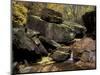 Middle Emerald Pool Stream with Velvet Ash Leaves, Zion National Park, Utah, USA-Jamie & Judy Wild-Mounted Photographic Print