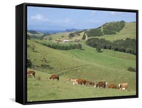 Middle Island Farm, Waiheke Island, Hauraki Gulf, North Island, New Zealand-Ken Gillham-Framed Stretched Canvas