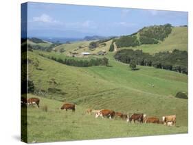 Middle Island Farm, Waiheke Island, Hauraki Gulf, North Island, New Zealand-Ken Gillham-Stretched Canvas