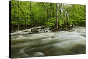 Middle Prong in spring, Great Smoky Mountains National Park, Tennessee-Adam Jones-Stretched Canvas