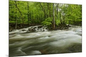 Middle Prong in spring, Great Smoky Mountains National Park, Tennessee-Adam Jones-Mounted Premium Photographic Print
