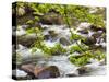 Middle Prong of the Little River, Great Smoky Mountains National Park, Tennessee, Usa-Adam Jones-Stretched Canvas