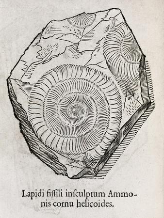 Ammonite Fossil, 16th Century