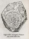 Ammonite Fossil, 16th Century-Middle Temple Library-Photographic Print
