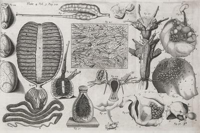 Biological Illustrations, 17th Century