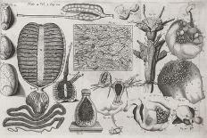 Biological Illustrations, 17th Century-Middle Temple Library-Photographic Print