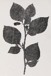 Deadly Nightshade, 19th Century Artwork-Middle Temple Library-Photographic Print
