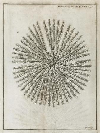 Echinoderm, 18th Century