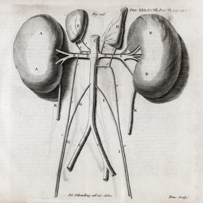 Kidney Anatomy, 18th Century