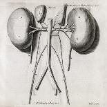 Uterus And Embryo, 16th Century-Middle Temple Library-Photographic Print