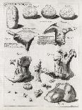 Biological Illustrations, 17th Century-Middle Temple Library-Photographic Print