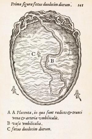 Uterus And Embryo, 16th Century