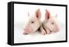 Middle White Piglets-null-Framed Stretched Canvas