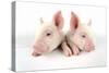 Middle White Piglets-null-Stretched Canvas