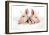 Middle White Piglets-null-Framed Photographic Print