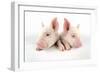 Middle White Piglets-null-Framed Photographic Print