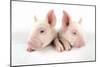 Middle White Piglets-null-Mounted Photographic Print