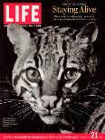 Endangered Ocelot Felis Pardalis, April 21, 2006-Middleton & Littschwager-Photographic Print