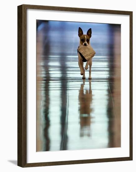 Midge Runs Down the Hallway of the Department after Fetching a Bag of Marijuana-null-Framed Photographic Print