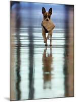 Midge Runs Down the Hallway of the Department after Fetching a Bag of Marijuana-null-Mounted Photographic Print