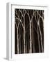 Midnight Birches I-Jade Reynolds-Framed Art Print