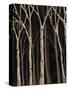 Midnight Birches I-Jade Reynolds-Stretched Canvas