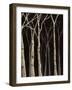 Midnight Birches II-Jade Reynolds-Framed Art Print