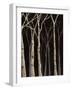 Midnight Birches II-Jade Reynolds-Framed Art Print