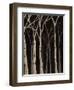 Midnight Birches II-Jade Reynolds-Framed Art Print