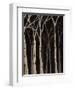 Midnight Birches II-Jade Reynolds-Framed Art Print