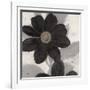 Midnight Bloom-Ivo (Lipman)-Framed Art Print
