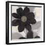 Midnight Bloom-Ivo (Lipman)-Framed Art Print