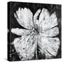 Midnight Bloom-Jodi Maas-Stretched Canvas