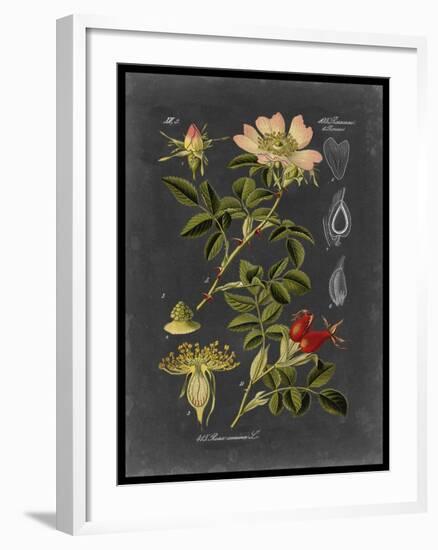 Midnight Botanical I-Vision Studio-Framed Art Print