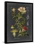 Midnight Botanical I-Vision Studio-Framed Stretched Canvas