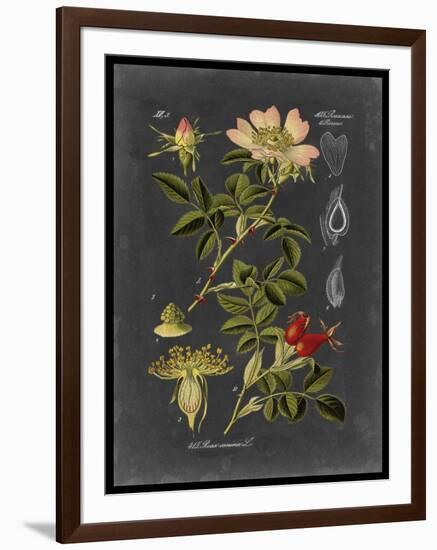 Midnight Botanical I-Vision Studio-Framed Art Print