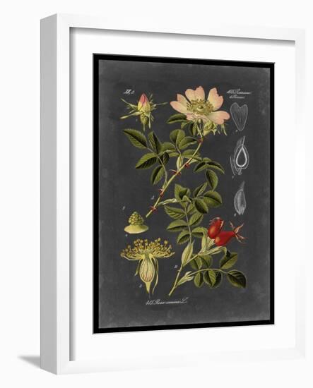 Midnight Botanical I-Vision Studio-Framed Art Print