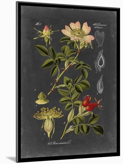 Midnight Botanical I-Vision Studio-Mounted Art Print