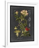 Midnight Botanical I-Vision Studio-Framed Art Print