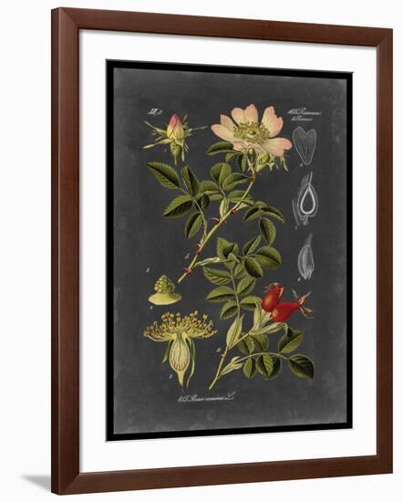 Midnight Botanical I-Vision Studio-Framed Art Print