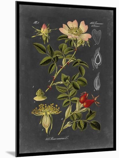 Midnight Botanical I-Vision Studio-Mounted Art Print