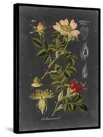 Midnight Botanical I-Vision Studio-Stretched Canvas
