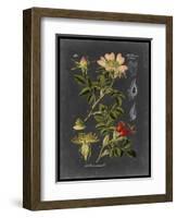 Midnight Botanical I-Vision Studio-Framed Art Print