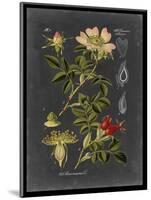 Midnight Botanical I-Vision Studio-Mounted Art Print